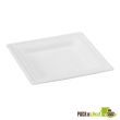 PacknWood 210APU1616BR 6.2x6.2-inch White Square Sugar Cane Plate, 500/CS